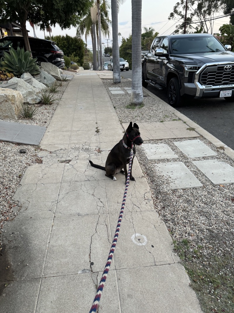 A picture of a black dog named Bowie sitting, taken on September 8 2024 at 6:27 am